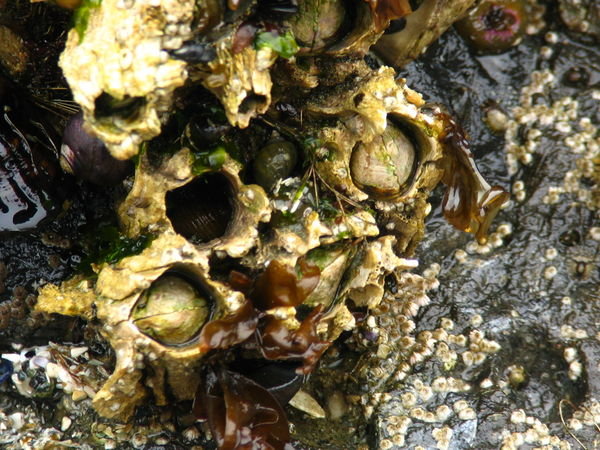 giant barnacles