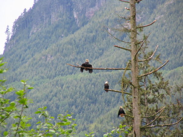 more hungry eagles