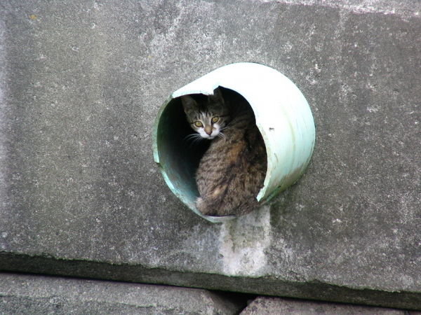 kitty in drain hole at Port McNiel