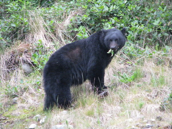one of 5 black bears