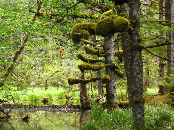 chunky moss in rain forest, Haida Gwaii