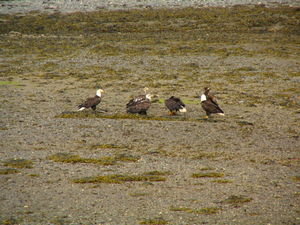 Eagles on Haida Gwaii