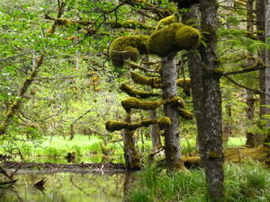 chunky moss in rain forest, Haida Gwaii