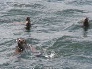 sea otters at Haida Gwaii