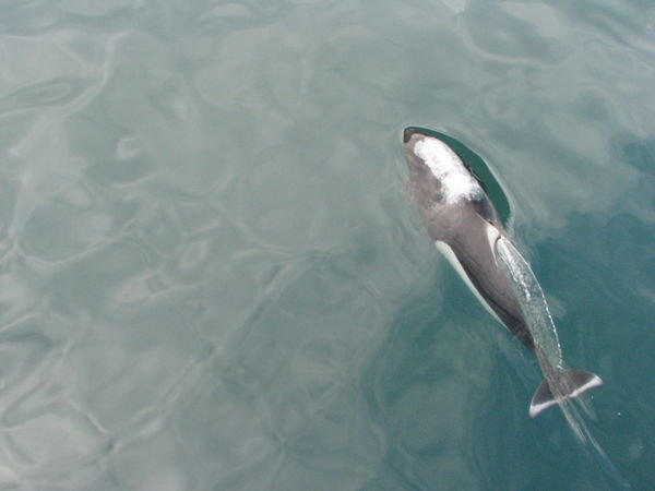 dall's porpoise on boat tour