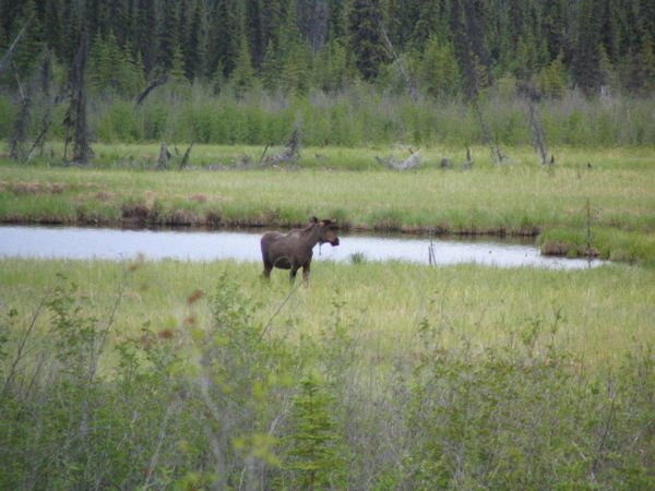 a moose on the loose!