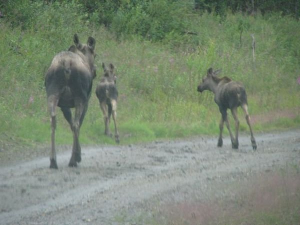moose and twins in Keno,Yukon