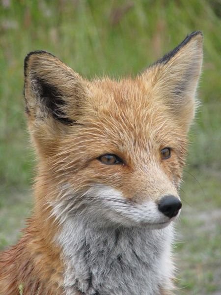 fox in Keno, Yukon