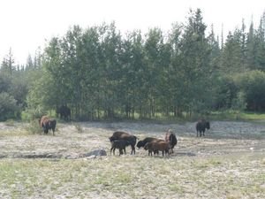 bison at watering hole