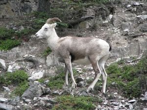mountain goat in Northern BC
