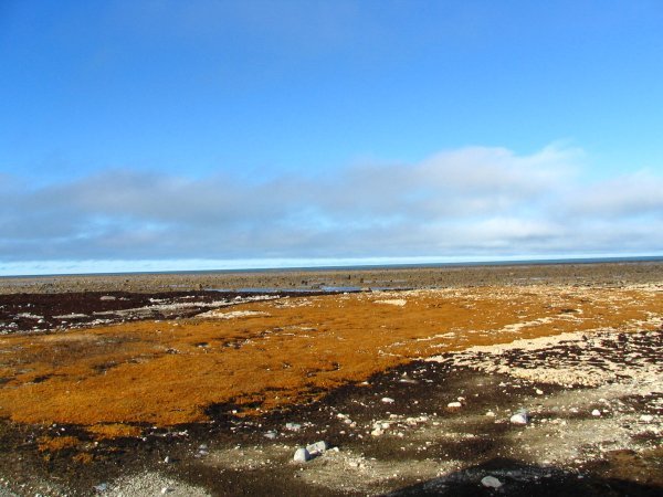 tidal flats along the Hudson's Bay