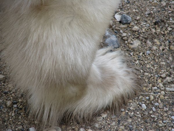 one bear paw is close to the size of a human head