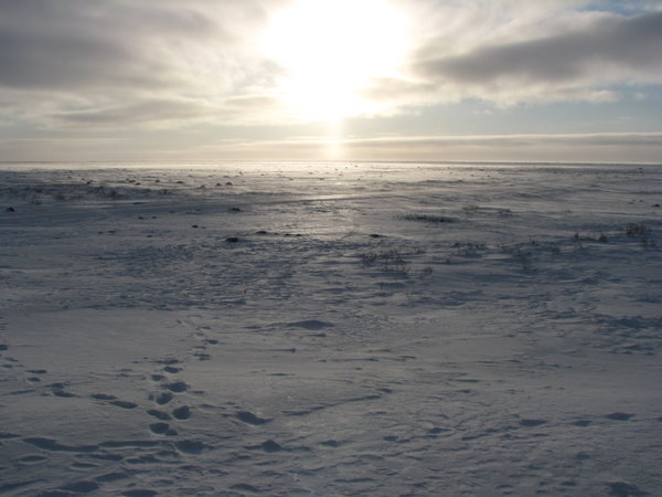 The frozen tundra
