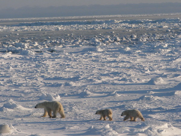 Marching onto a frozen sea