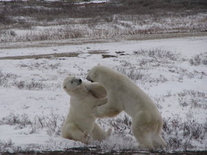 Two young males playing