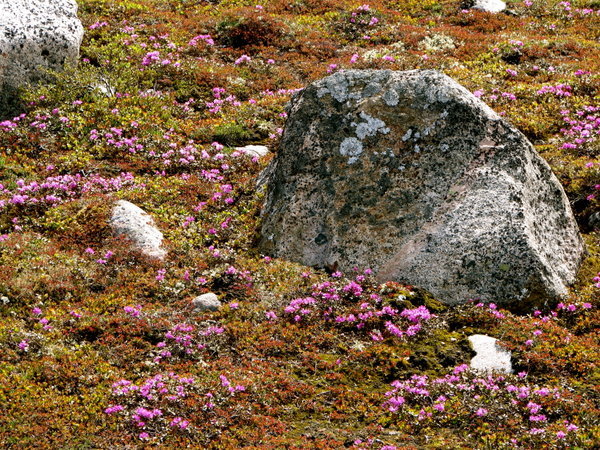 Colourful tundra