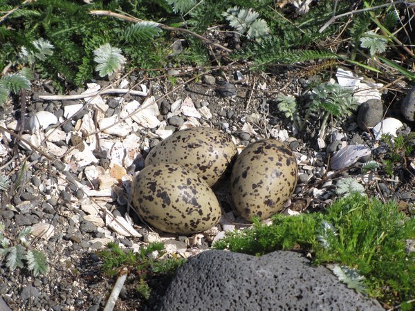 Gull eggs on Videy Island