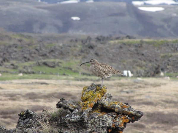 bird life in Iceland