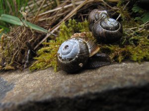 Icelandic snails