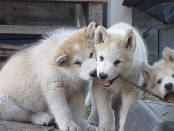 sled dog puppies
