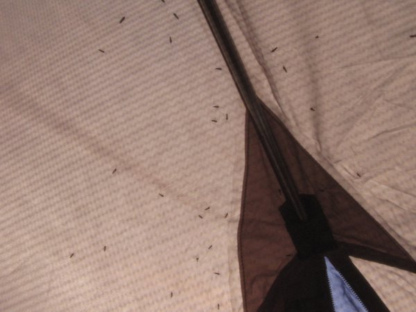 mosquitos in the tent