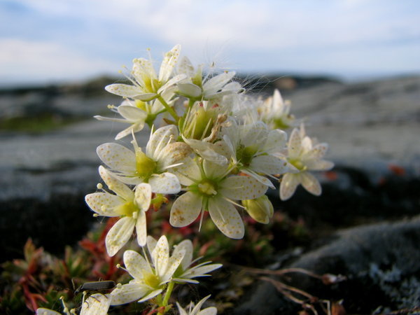 Three-toothed saxifrage