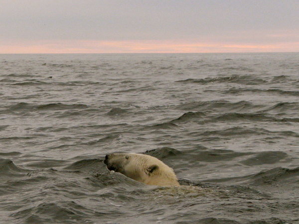 A swim on Hudson Bay