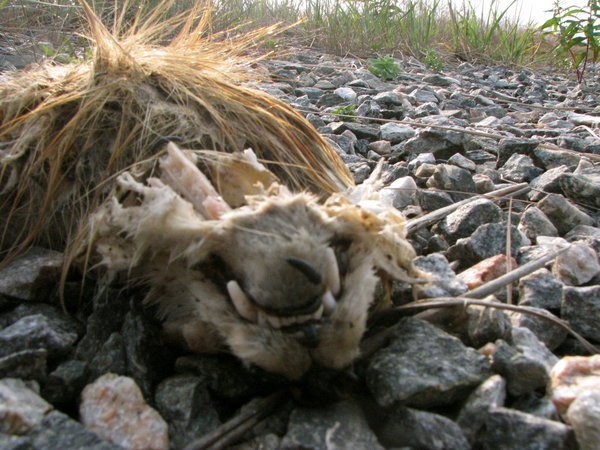 Fox carcass