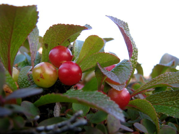 Bear berries