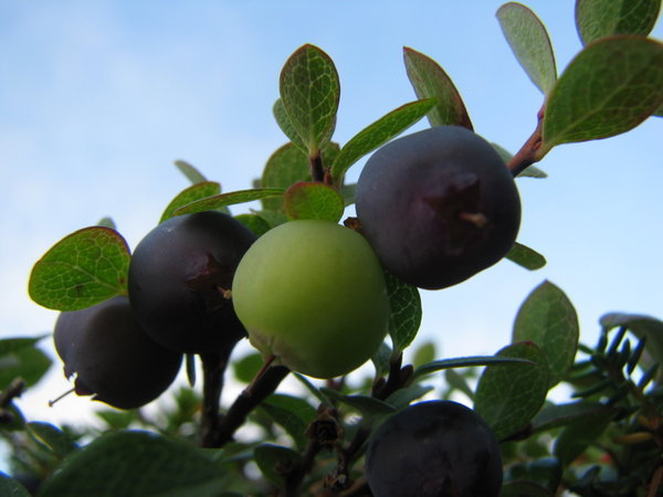 Arctic bilberry (blueberry)
