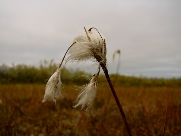 Arctic cotton grass.