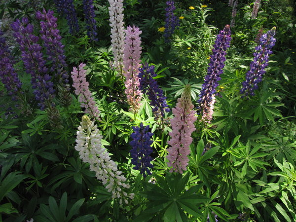 all colours of Lupins