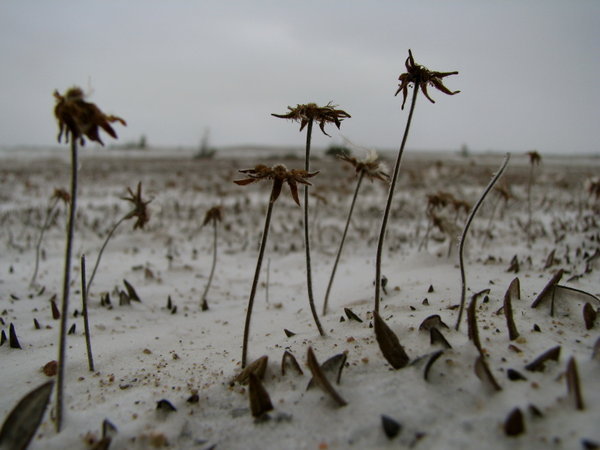 Frozen dryas integrifolia.
