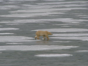 Bear on a frozen lake.