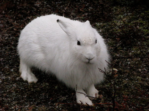 Arctic hare (Snow hare)