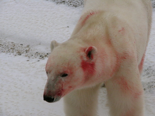 Blood covered bear 