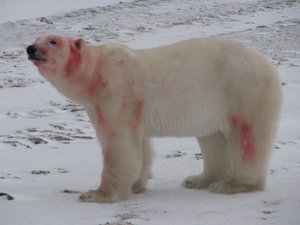 Blood covered bear 