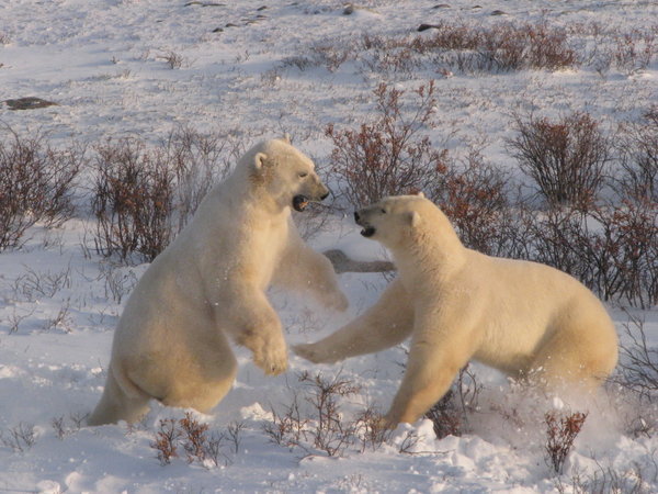 sparring bears