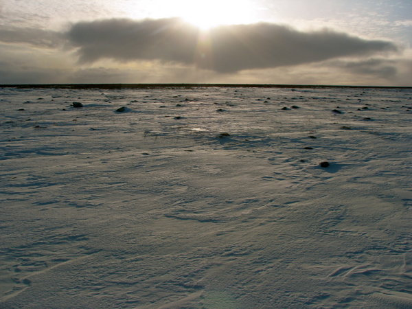 The barren lands of Wapusk.