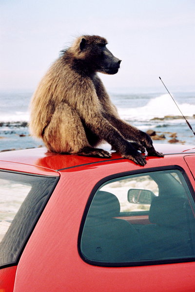 Baboon on car roof.