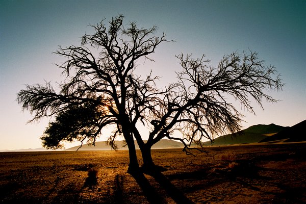 The Namibian desert