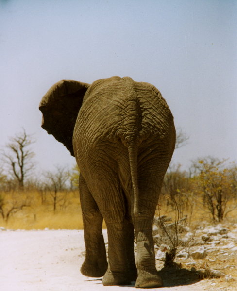 Elephants butt.