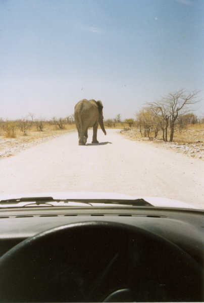 Elephant  Crossing.