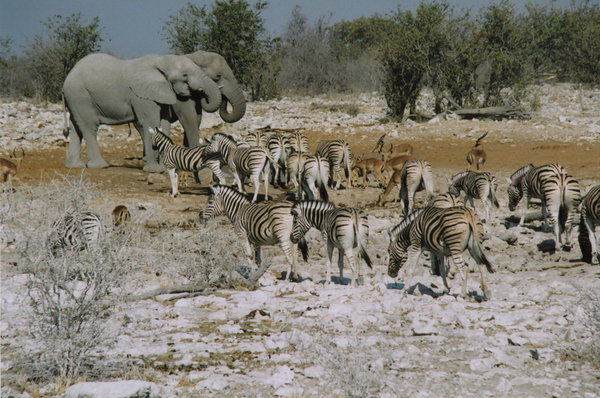Animals at the watering hole