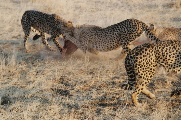 Cheetahs Eating