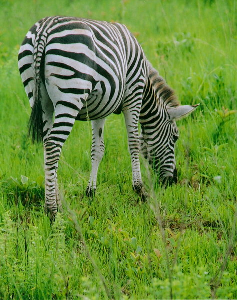 zebra breeding farm