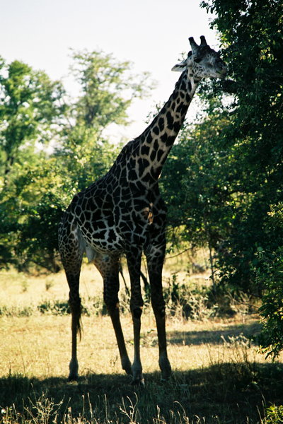 South Luangwa National Park