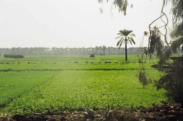 The fertile Nile Delta.