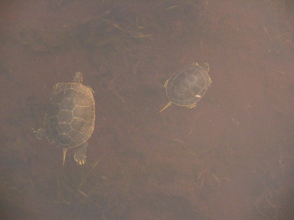 Turtles in Pelican Creek.