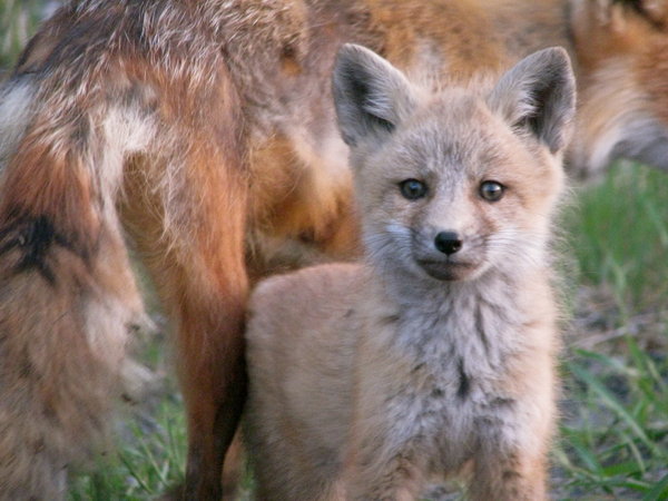 Young fox.